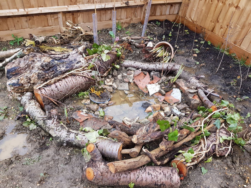 Bog garden