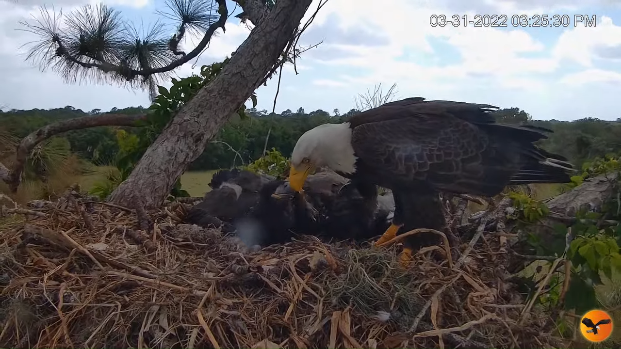 EC Nest Cam 2-50-19 screenshot (1)