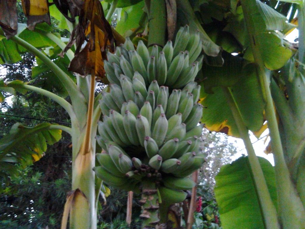 Idunnobanana_zps8314c22e