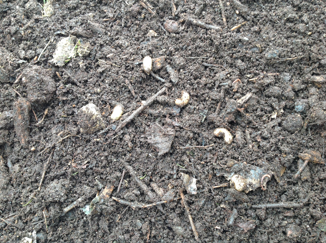 Erdproduktion und Zubereitung 2015  (106)