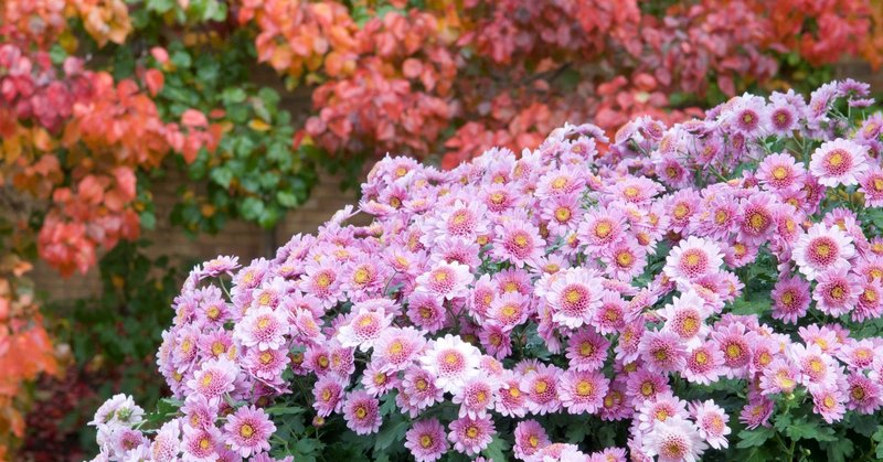 69208323-10157506346260699-2971937564321120256-n