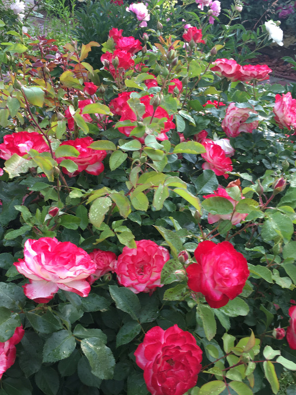 179F554E-64B4-474A-A48D-64E76306FBA7