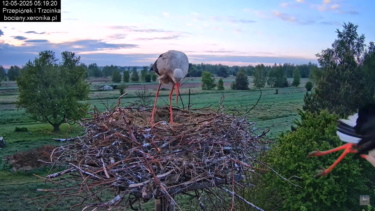 12052025bociany6