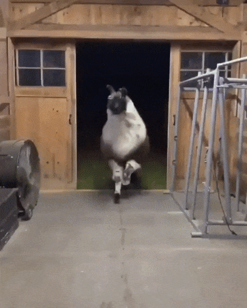 llama-2.gif