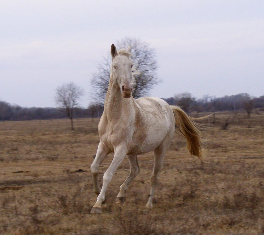 perlino-horse-stock-12-by-ladyayslinn-d4is7sn-fullview.jpg