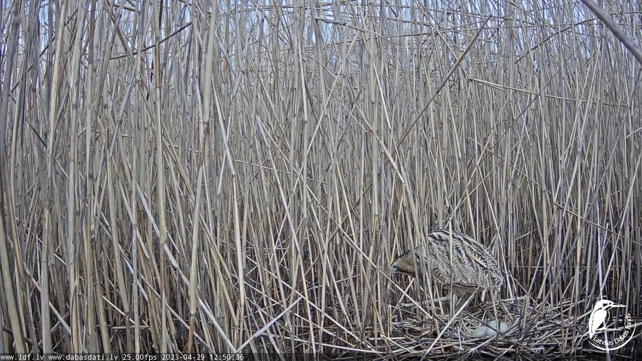 Lielais dumpis (Botaurus stellaris) Engurē - LDF tiešraide 13-48-46 screenshot