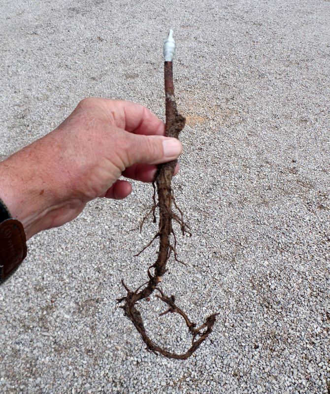 Jut Root Jrooting — Postimages