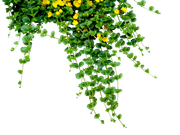 leafs_and_flowers_by_waitforawhile-d52e0f8