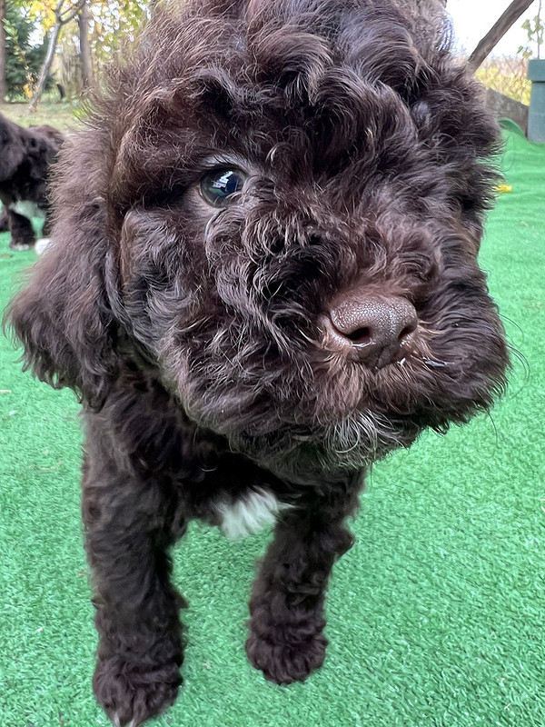 Brown Lagotto Romagnolo female puppy for sale – Ideal Dale Euphoria – 48 days old – photo 1