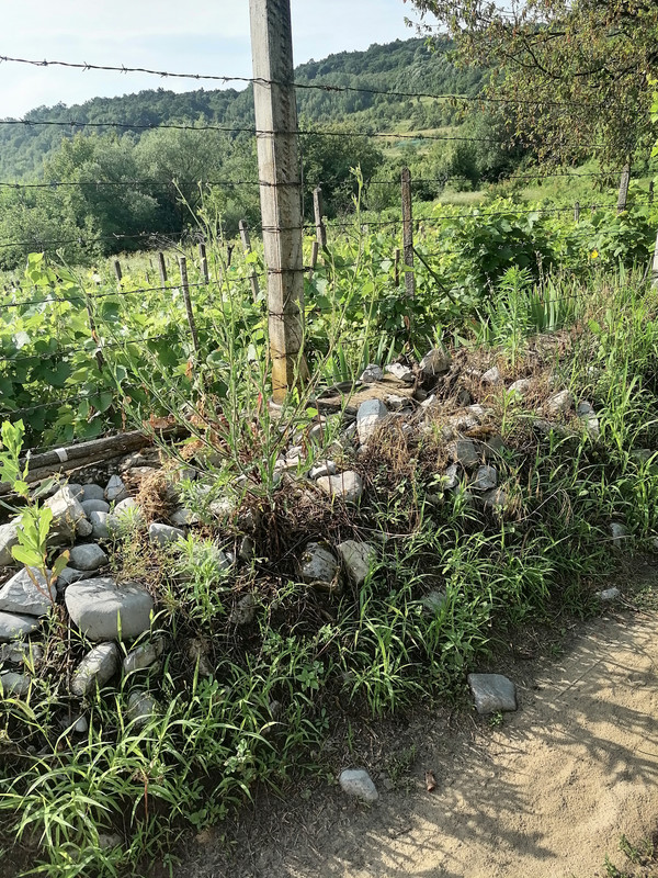 IMG_20230706_090918