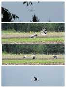 bocianykozubszczyzna