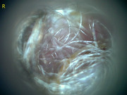 23207 177212 Into CNS 000005