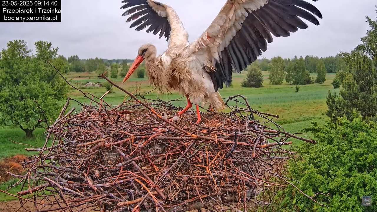 23052025bociany11