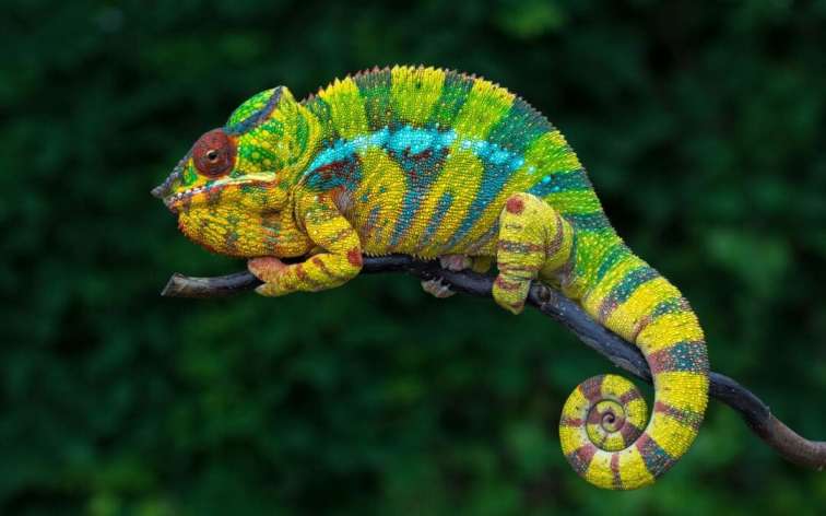 Panther Chameleon
