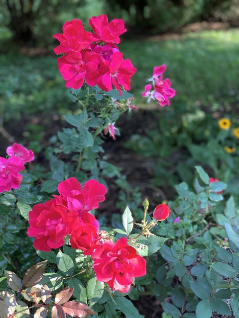 [Image: IMG-6472.jpg]