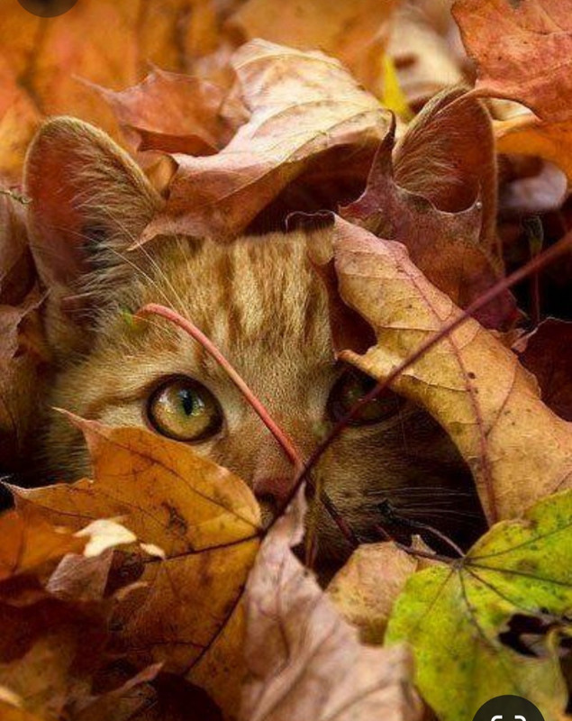 Screenshot_20231222_174914_Pinterest