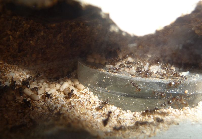 1804-Lasius2.jpg