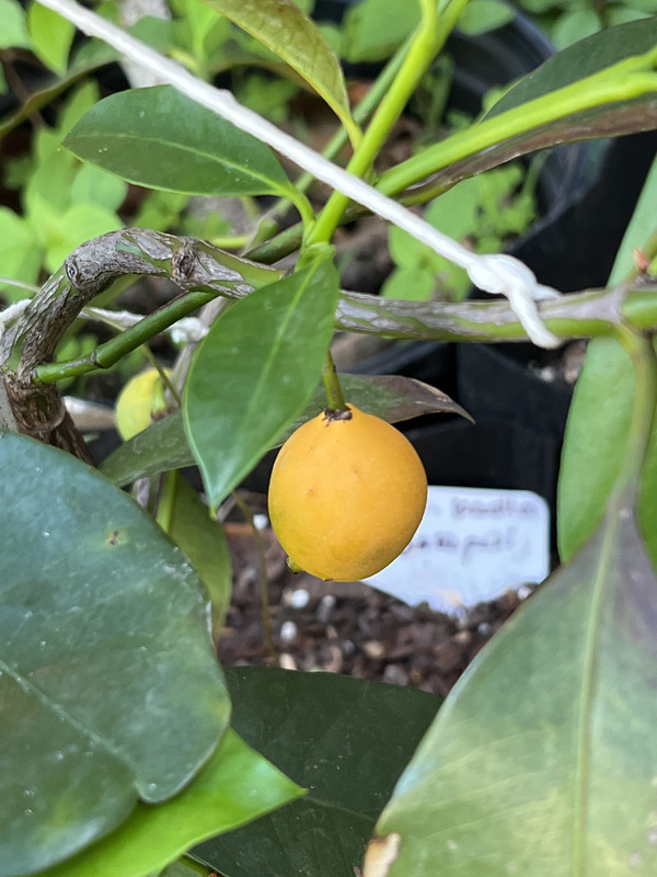 609163DD-47FF-44E4-9237-FAEA3CA3FABF