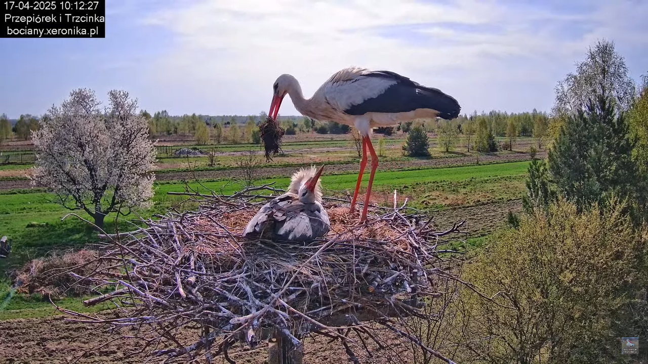 17042025bociany11