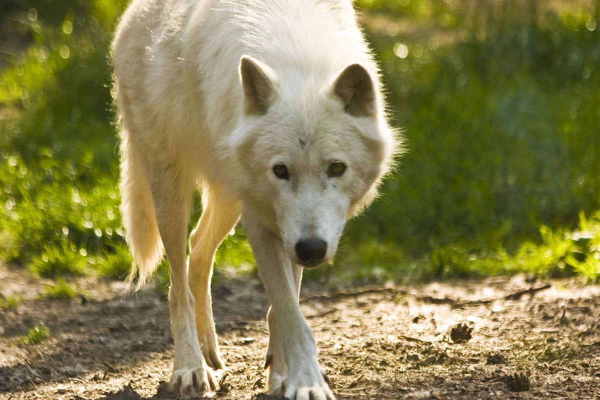 luene-15-wolf-by-dark-wolfs-stock-d9575or.jpg