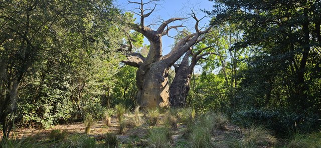 ANIMAL KINGDOM Y HOLLYWOOD STUDIOS - Semana Blanca en Disney World 24/02/24 - 02/03/24 (10)