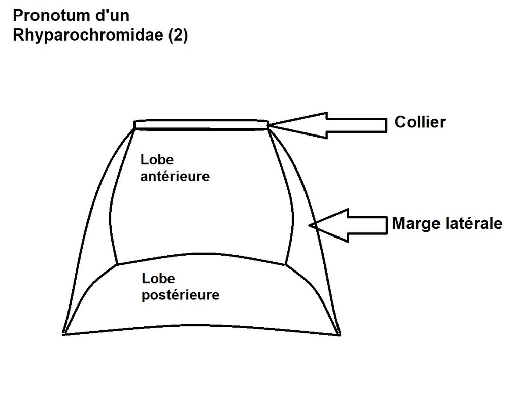 Pronotum d'un Rhyparochromidae (2)