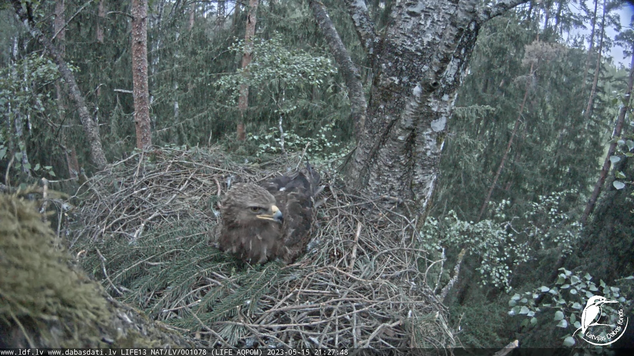 LDF Mazais ērglis (Clanga pomarina), ligzda bērzā 11-16-8 screenshot