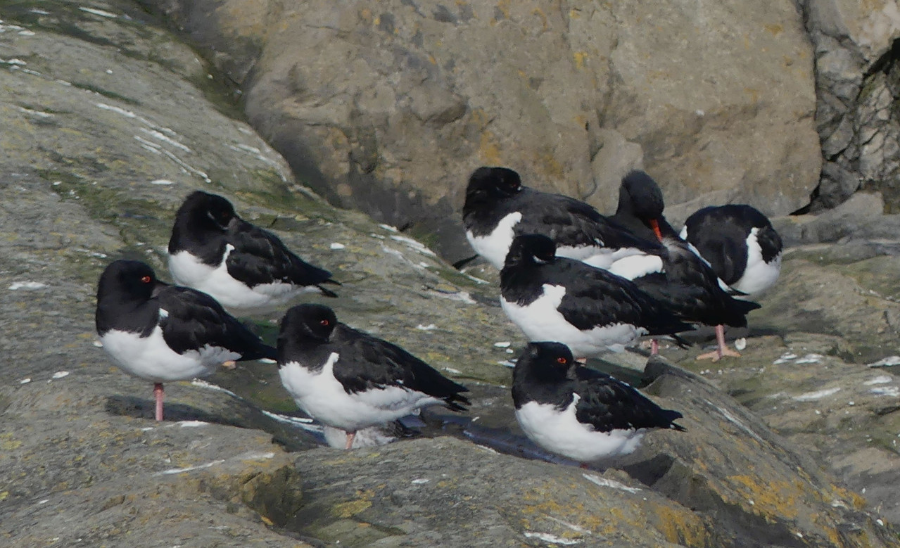 OYSTERCATCHERS 2