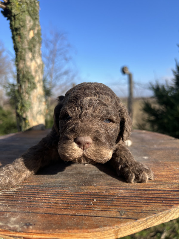 Lagotto Romagnolo female puppy – Litter F 2025 – tricolour dark brown with tan face markings – photo 1, 21 days old