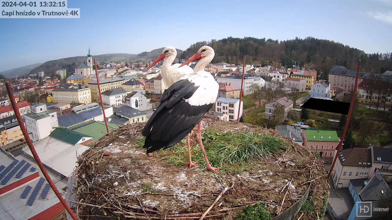 Tiešraidē no stārķa ligzdas uz alus darītavas skursteņa Trutnovā 13-36-55 screenshot