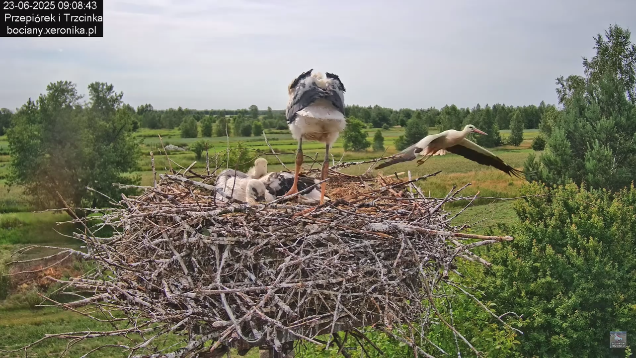 23062025bociany16