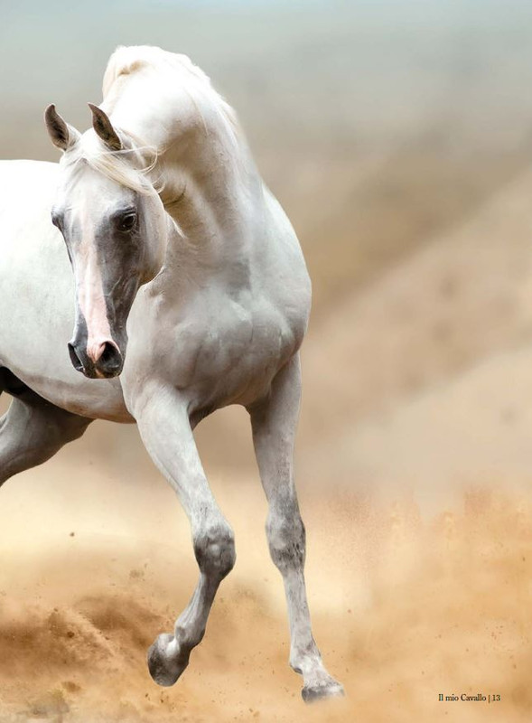 Il Mio Cav (Mar-Apr 2024) 2