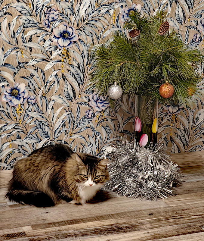 IMG_20231224_212232_edit_1706187584679554