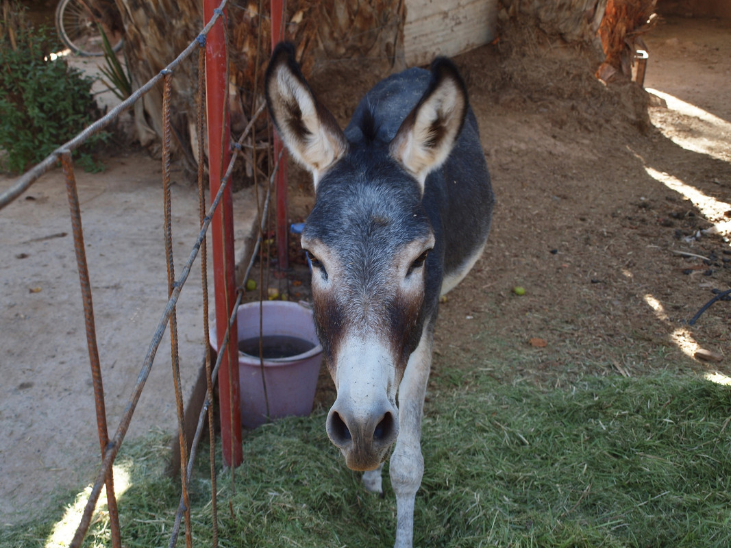 Alojamientos con encanto en el valle del Drâa - El Valle del Drâa, la gran arteria del sur de Marruecos (31)