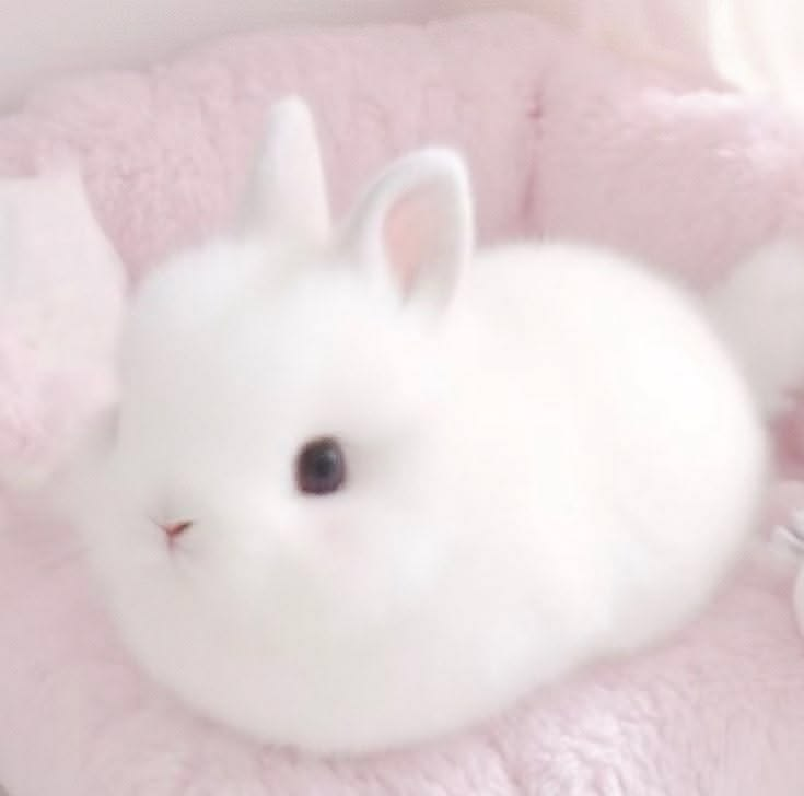 bunny