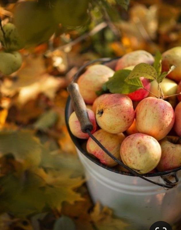 Screenshot_20231222_174220_Pinterest