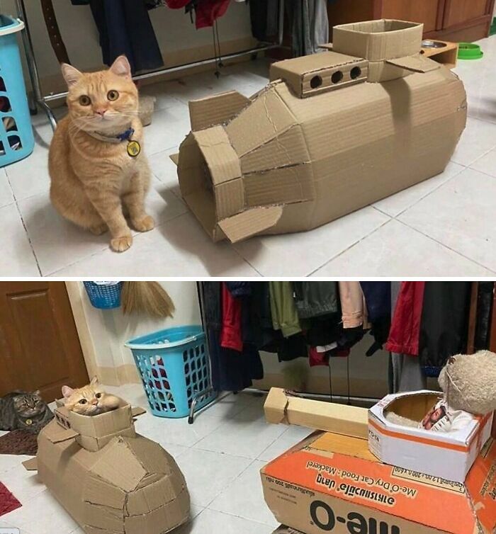 BPcat673368454717b-cat-memes-meow-irl.jpg