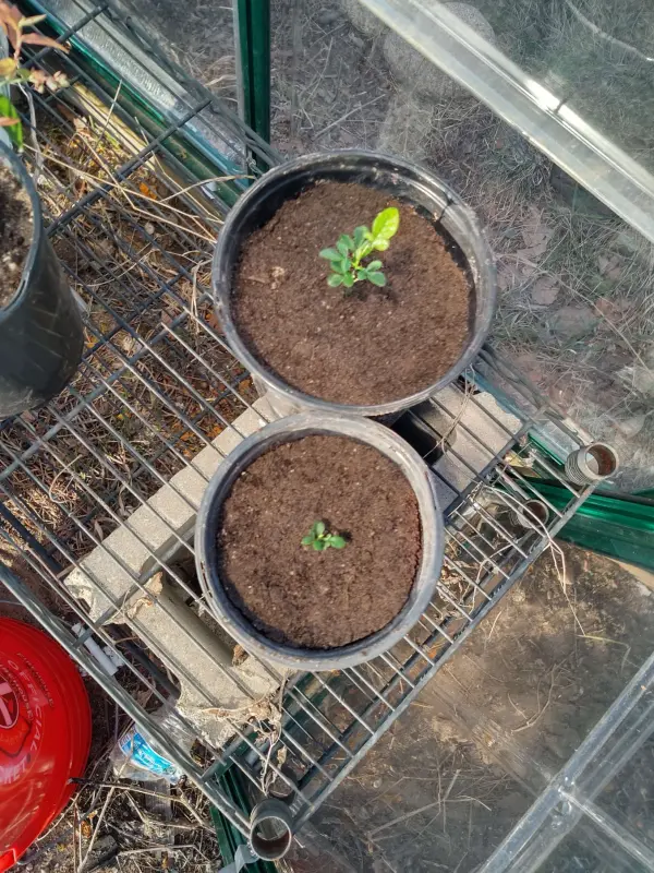 IMG_20250416_193052292_HDR