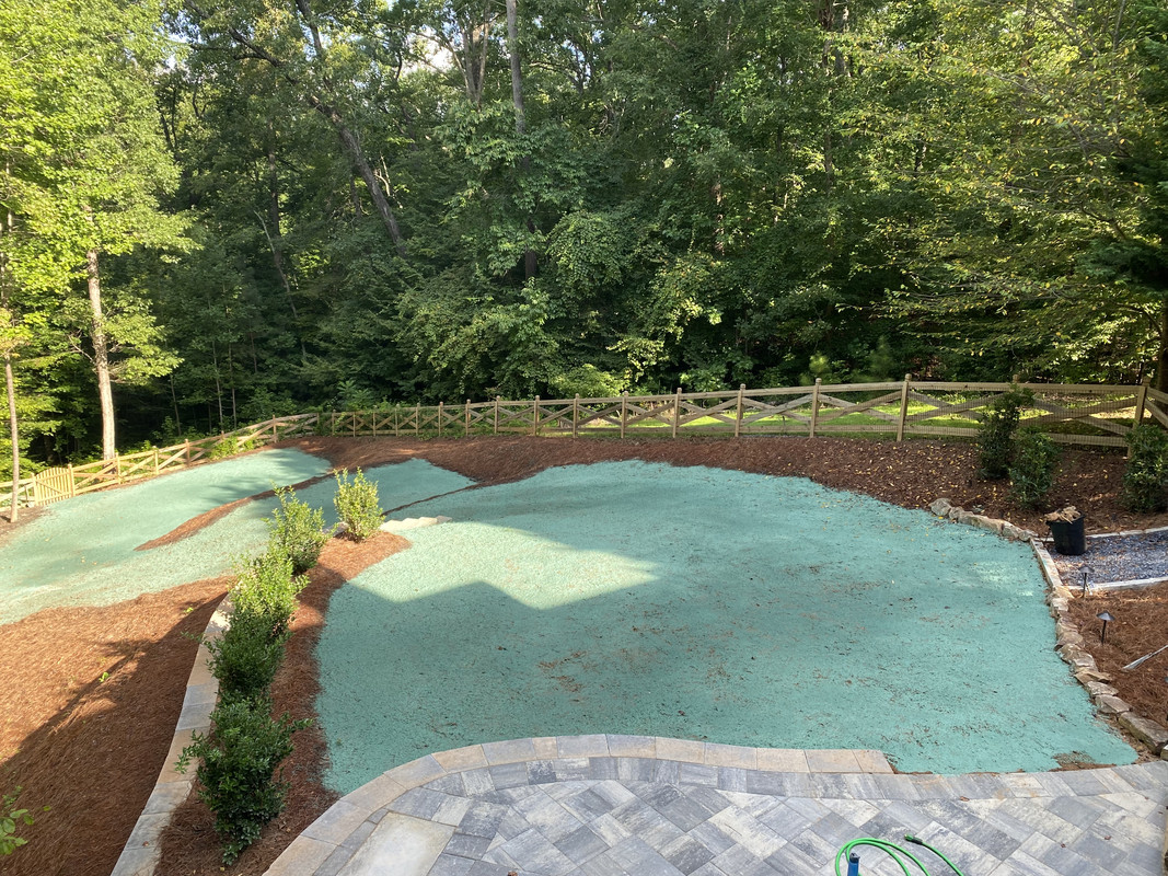 Blackjack Bermuda Hydroseed Journal Lawn Care Forum