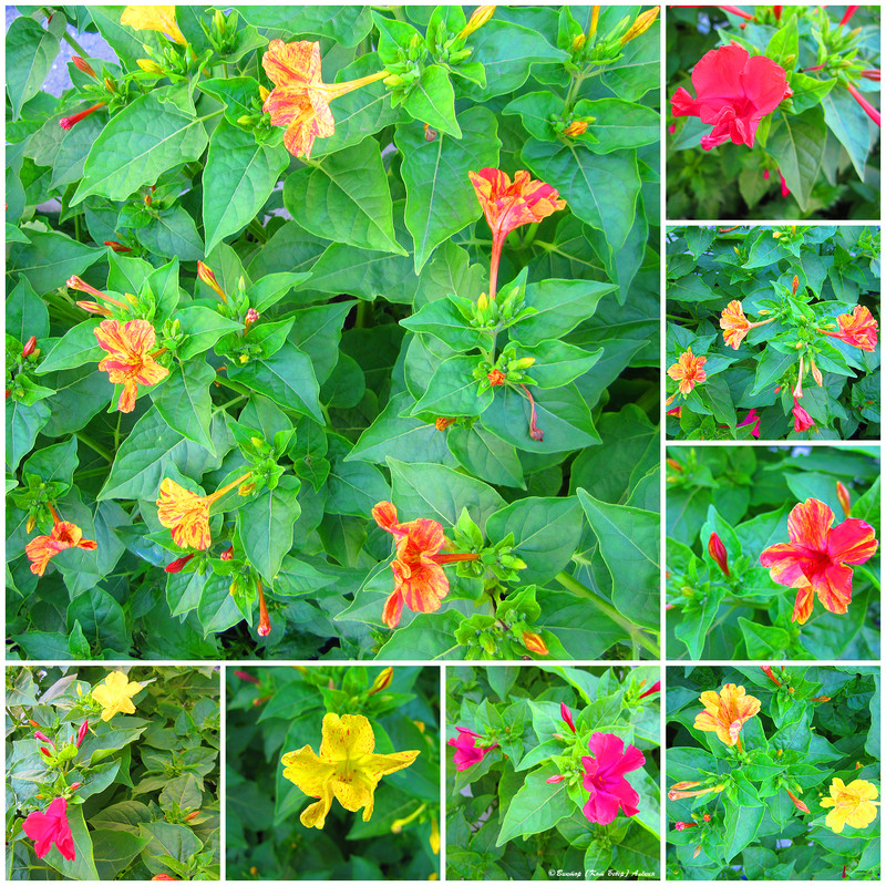 городские цветы7-5