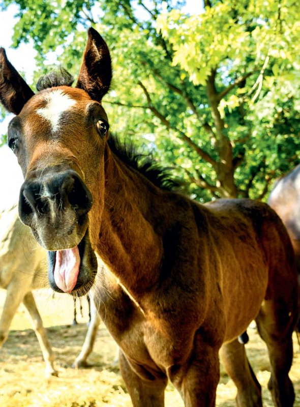 Il Mio Cav (Giu 2022) 2