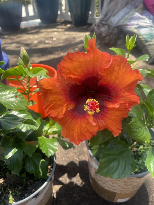 9D80D385-17BB-4EAA-86A1-7AFC4FAB90FD_1_105_c