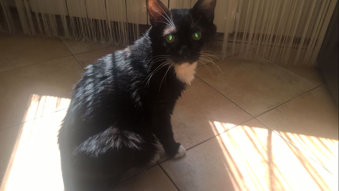 Крот поправился2