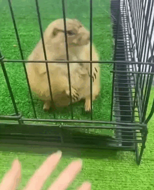 Farmer-Accidentally-Raises-Giant-Chicken