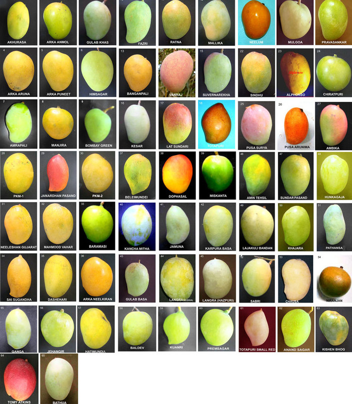 Fruit-morphology-of-65-mango-genotypes-selected-for-RAPD-and-ISSR-analysis
