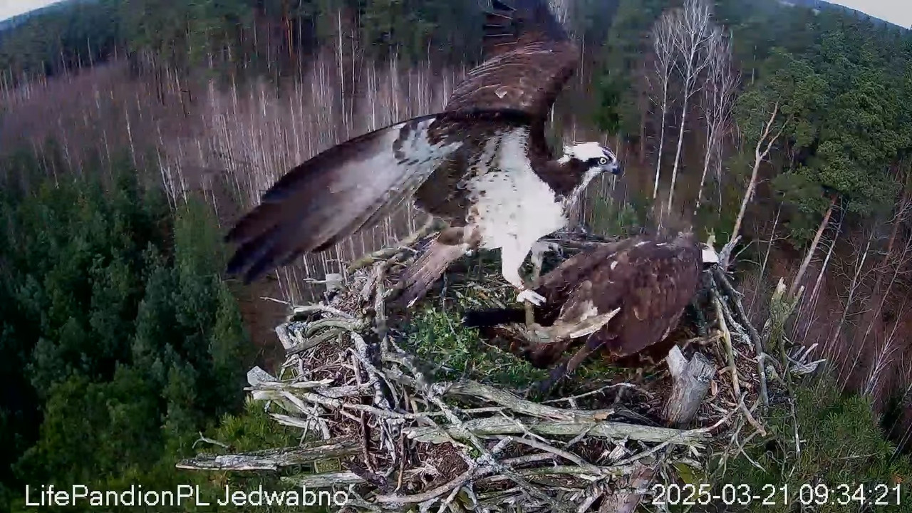 Rybołowy Online Puszcza Napiwodzko-Ramucka _ Ospreys Online in Napiwodzko-Ramucka Forest 11-35-43 sc