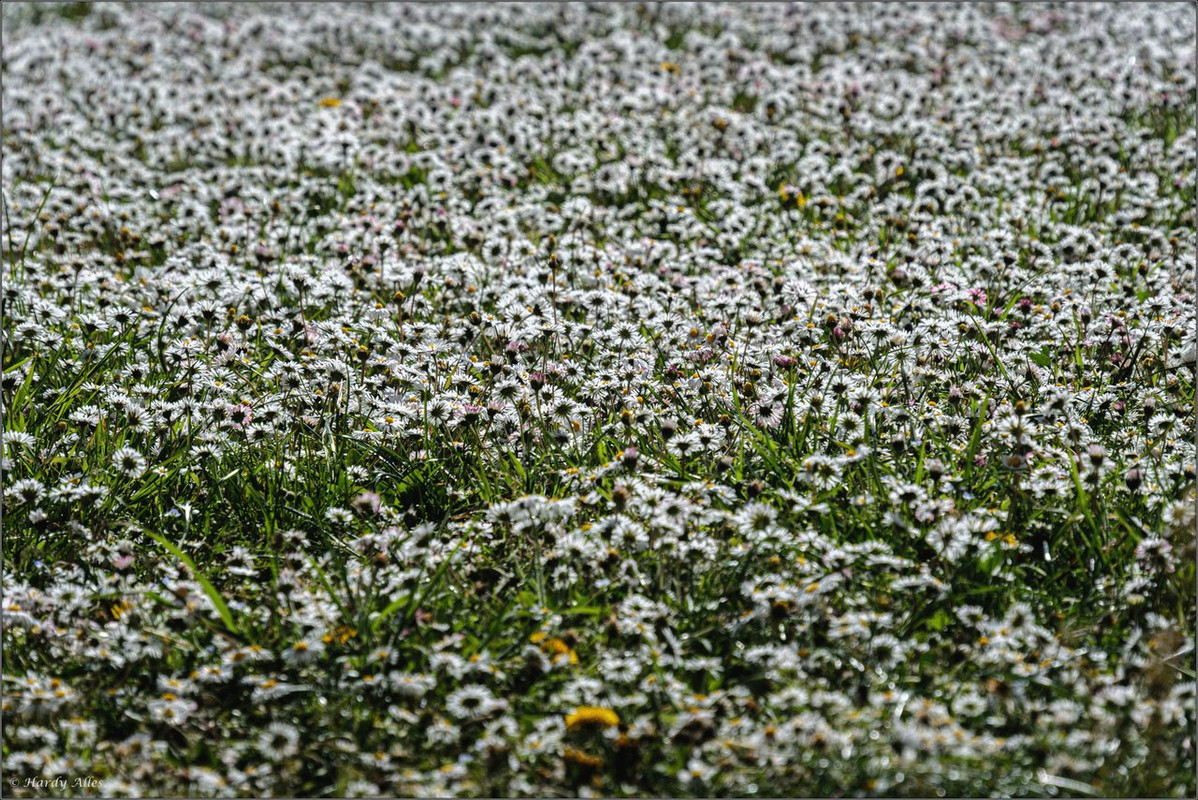 XT5A7756-Verbessert-RR  2025 SB Staden LR ERWZ FB