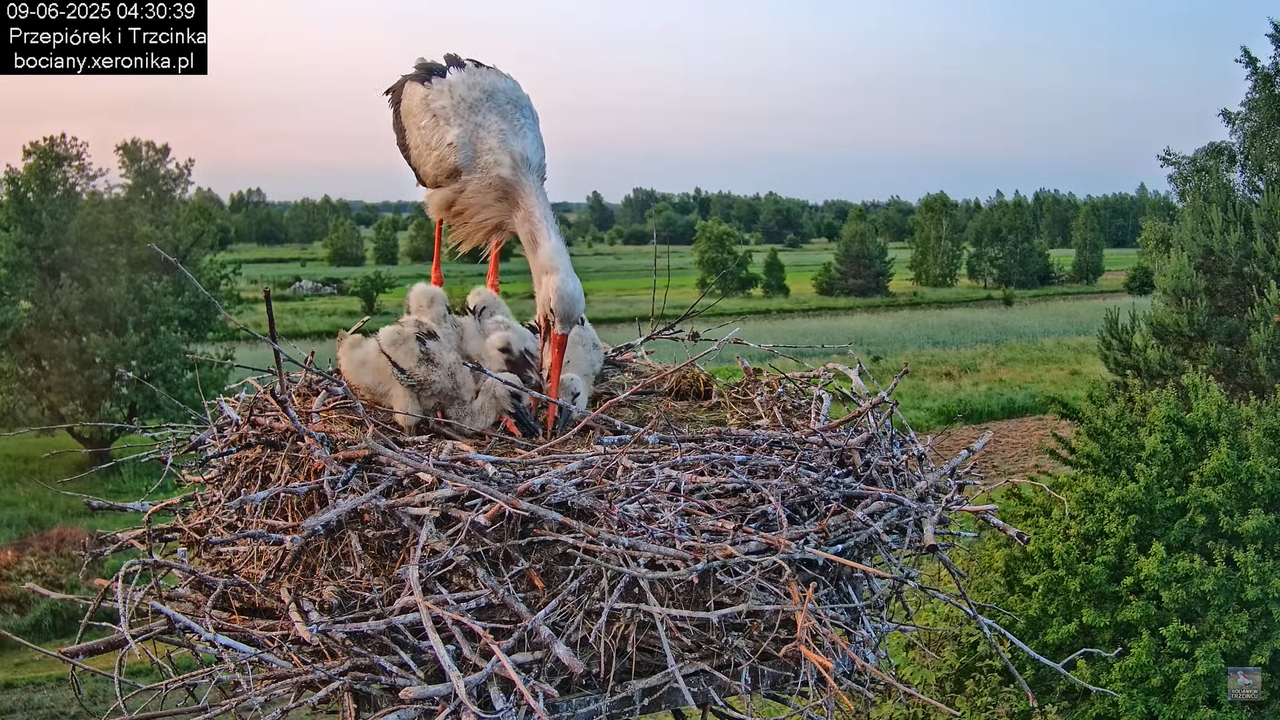 09062025bociany9