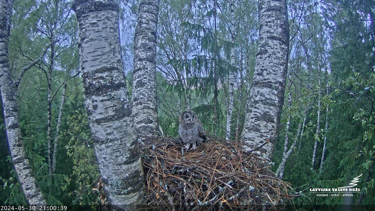 LVM Mazais ērglis Aizkuja, bērzs - Lesser Spotted Eagle 11-20-38 screenshot