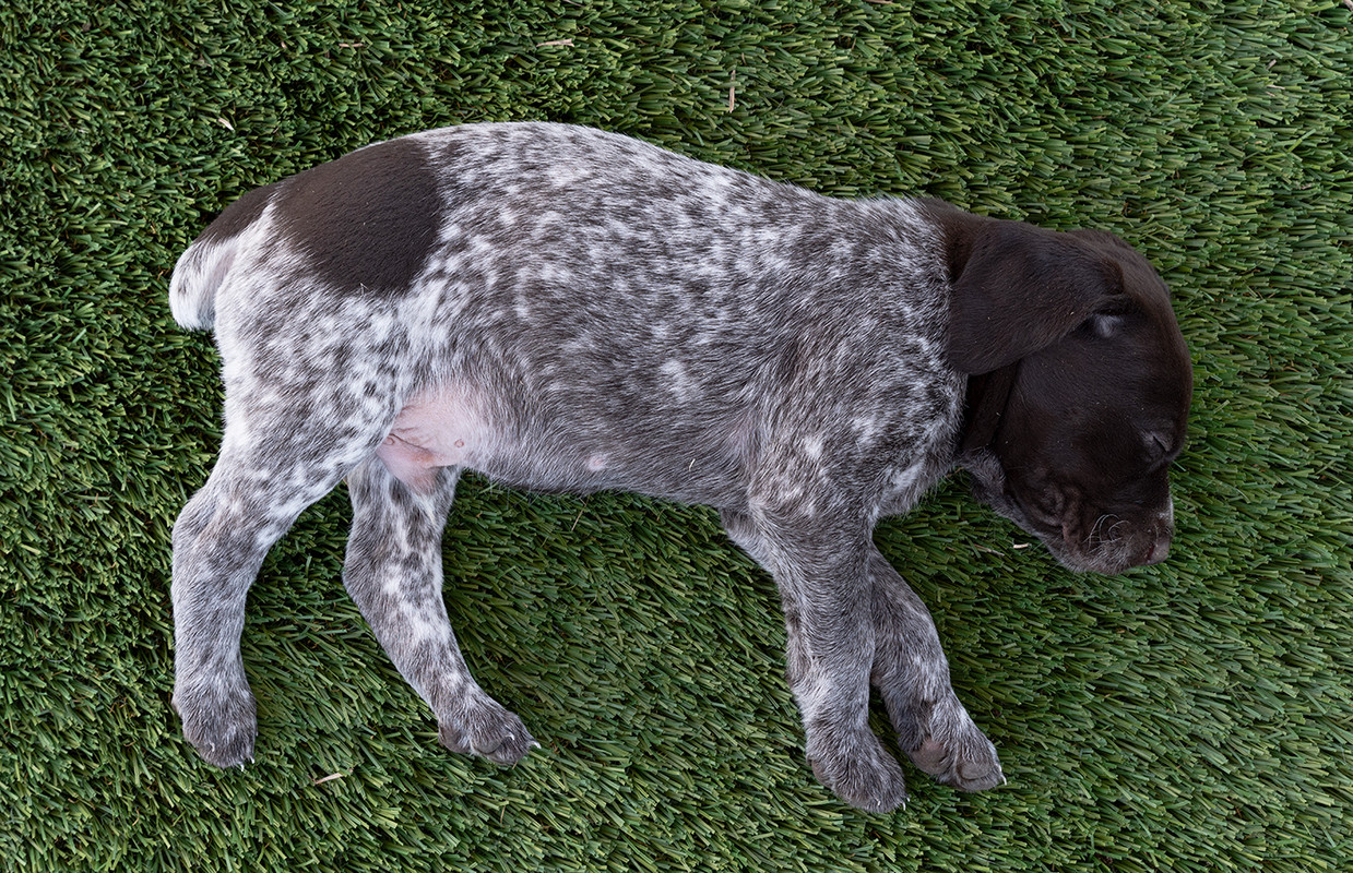 A1400Puppies4-25-2019_0062